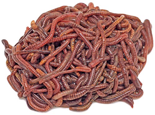 DaWurmbauer Kompostwürmer kaufen - 250 Stück + 1 Beutel Wurmstarterfutter - Regenwürmer Würmer lebend Futterwürmer Gartenwürmer Wurmhumus Angelwürmer Mistwürmer…